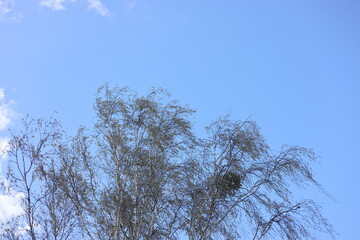 tree in the sky