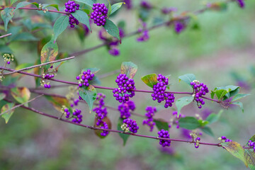 Beautiful Callicarpa bodinieri, or Bodinier's beautyberry, is a species of flowering plant in the genus Callicarpa of the family Lamiaceae. Close up.