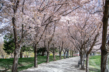 Blooming Cherry Blossom