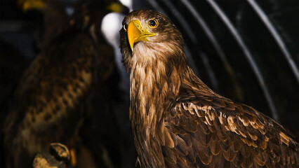 White-tailed eagle (Haliaeetus albicilla) in an aviary.
