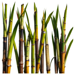Fototapeta premium Sugar cane sticks isolated on a transparent background