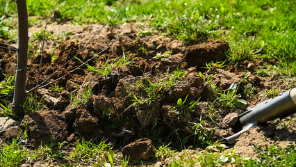 Planting new trees with gardening tools or volunteer with shovel digging ground