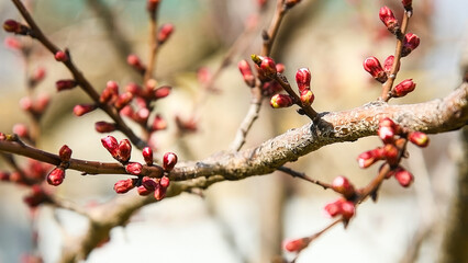 Flower buds bloom on a tree on a sunny spring day.