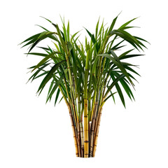 Obraz premium Sugar cane sticks isolated on a transparent background