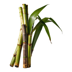 Obraz premium Sugar cane sticks isolated on a transparent background
