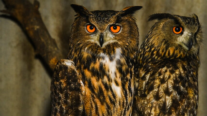 Portrait of an Eagle owl sitting in an aviary.