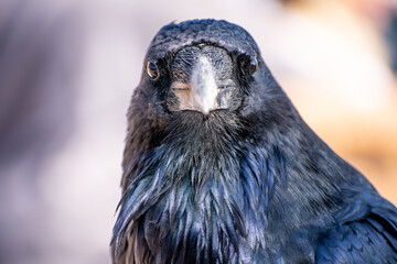 Staring Raven