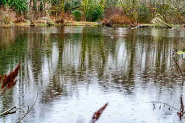 Wetlands Rainy Lake