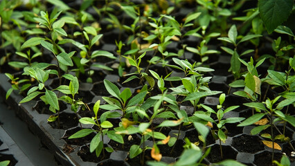 Seedlings of trees, shrubs and flowers grown in a greenhouse nursery