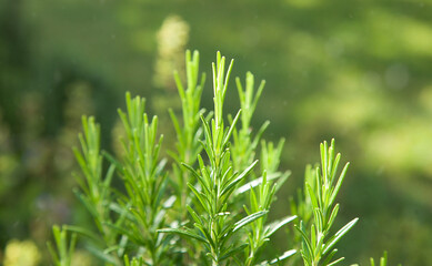 Detail of Fresh Rosemary herb garden. fresh seasoning. Rosemary leaves Close-up.