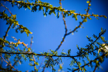 tree branches against blue sky