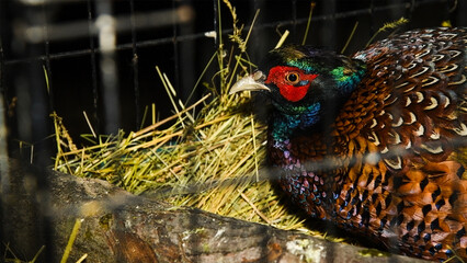 Obraz premium Portrait of Pheasant sitting in an aviary.