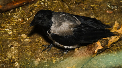 Portrait of Hooded crow sitting in an aviary