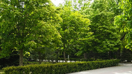 Early morning stroll through a public park with benches and lush greenery.