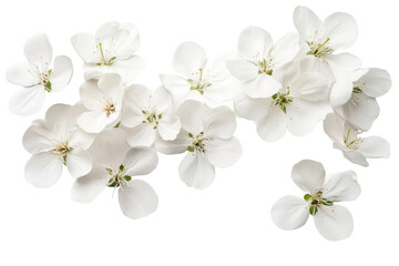 Obraz premium A branch of white flowers cherry