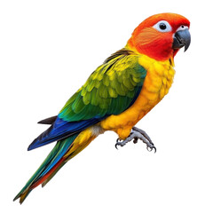 Fototapeta premium blue and yellow macaw ara