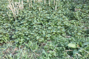 green grass background