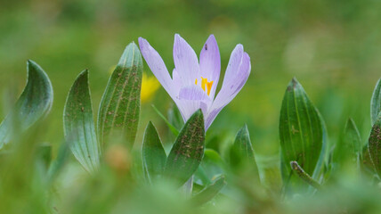 spring crocus flowers