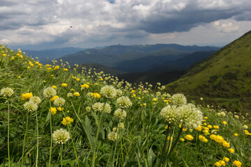 White flowers of Allium victorialis (victory onion, Alpine leek, Alpine broad-leaf allium) in summer Carpathian mountains, Ukraine. Unique mountain phytocenoses of the Carpathians.