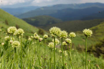 Obraz premium White flowers of Allium victorialis (victory onion, Alpine leek, Alpine broad-leaf allium) in summer Carpathian mountains, Ukraine. Unique mountain phytocenoses of the Carpathians.