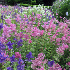 clusters of salvia viridis three colour mix, purple, pink and white, also known as sage, a cottage garden favourite plant