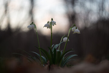 First spring flowers Spring snowflake (Leucojum vernum) in a forest biotope in magical evening light. Spring snowflake - first spring flowers ephemeroids