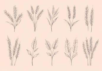 Fototapeta premium Vintage Wheat and Grain Set: A collection of delicate vintage-style illustrations of wheat, grain, and leaves, perfect for adding a touch of rustic charm to any project.