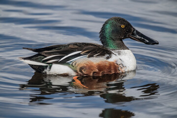 Shoveler on a loch in Scotland