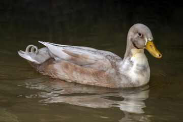 Saxony duck close up on a river