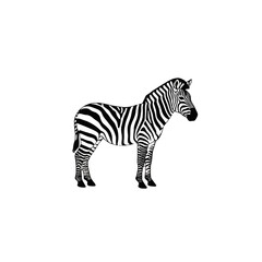 Detailed Illustration of a Zebra Standing Side View on White Background