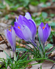 spring crocus flowers