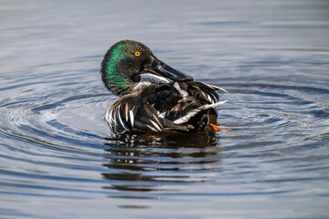 Shoveler preening itself on a loch in Scotland