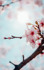Beautiful cherry blossom branches with delicate pink flowers against a bright blue sky and sunlight