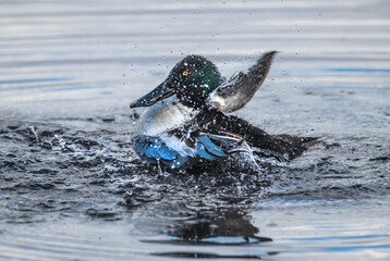 Obraz premium Shoveler preening itself on a loch in Scotland
