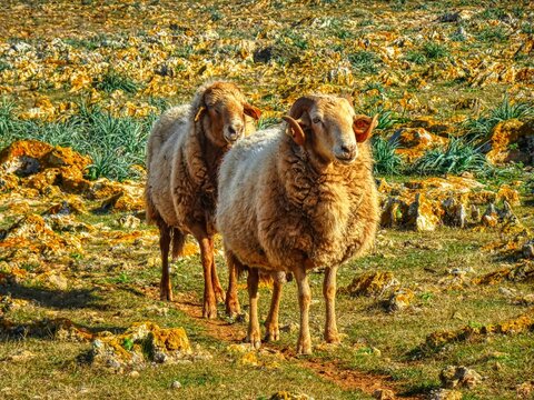 Punta Nati (Cam&iacute; de Cavalls) - ovelles - Menorca (Balears)