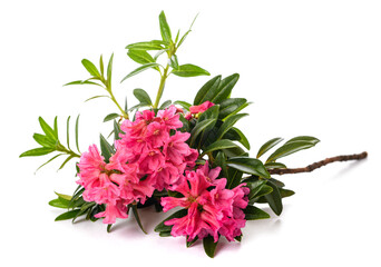 Obraz premium Rusty leaved alpenrose