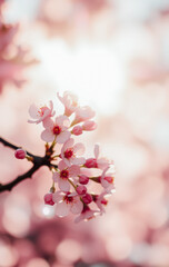 Fototapeta premium Close-up of beautiful cherry blossoms in full bloom, bathed in soft sunlight