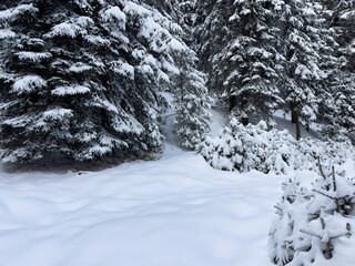 winter landscape with lush snow-covered trees. snowy winter forest. winter background. pine forest. aesthetic. winter atmosphere