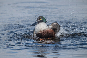 Shoveler displaying on a loch in Scotland in the Springtime