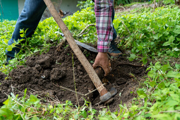 Farmer collecting tubers from the ground during the cassava harvesting process
