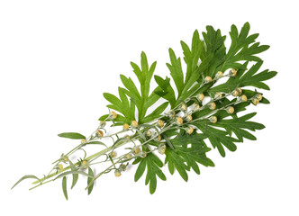 Wormwood  branch with flowers and leaves