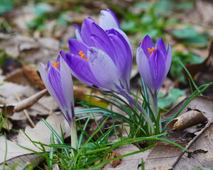 spring crocus flowers