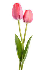 Pink tulip flowers