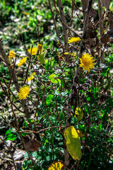 Un grupo de dientes de león amarillos florecen entre la hierba verde y seca de un prado.