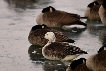 A rare hybrid of a Snow Goose and Canada Goose cross