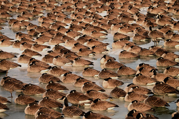 Winter scene of a large flock of Canada Geese asleep on the ice