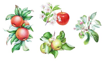 Watercolor illustration of the apple tree branches with green leaves, apples and flowers isolated on white background
