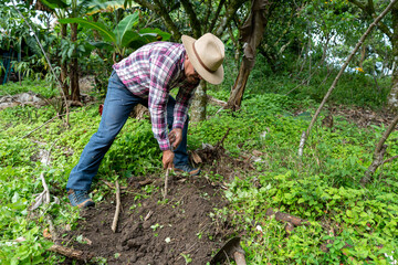 Hispanic farmer planting yuca on his family farm