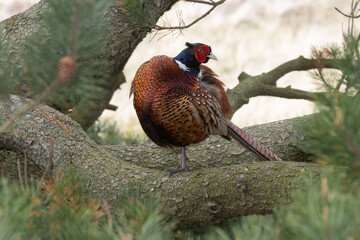 Jagdfasan Hahn auf Baum