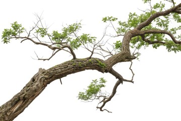 Fototapeta premium Twisted isolated tree branch on white background, nature, frozen, foliage, bare, tree